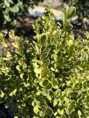 Baccharis pilularis