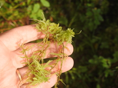 Sphagnum