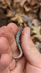 Hemidactylium scutatum