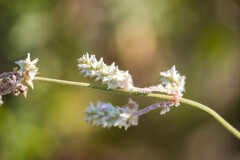 Froelichia floridana