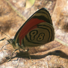 Diaethria