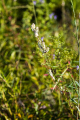 Froelichia floridana