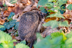 Erinaceus roumanicus