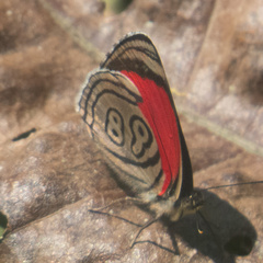 Diaethria
