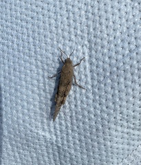 Oedipodinae