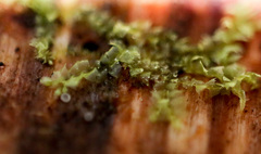 Lophocolea heterophylla