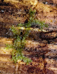 Lophocolea heterophylla