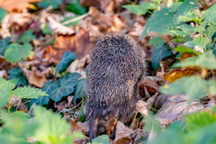 Erinaceus roumanicus