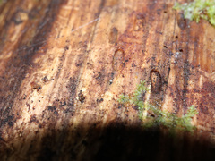 Lophocolea heterophylla