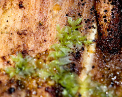 Lophocolea heterophylla