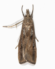 Occidentalia comptulatalis