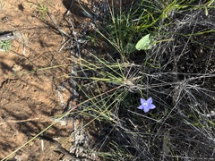 Wahlenbergia luteola