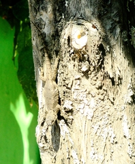 Sceloporus grammicus