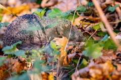 Erinaceus roumanicus