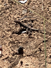 Ctenophorus spinodomus