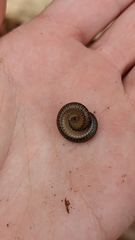 Cylindroiulus punctatus