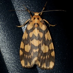 Miltochrista quadrilineata