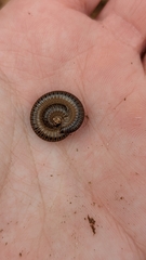 Cylindroiulus punctatus