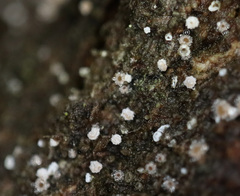 Lachnellula
