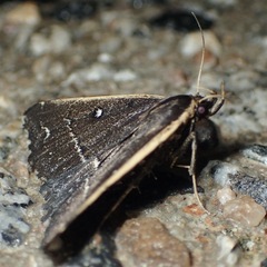Adrapsa ablualis