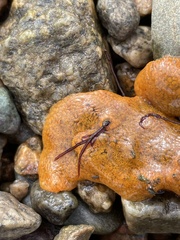 Botrylloides violaceus