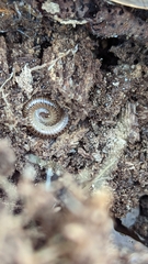 Cylindroiulus punctatus