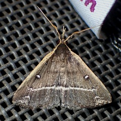 Adrapsa ablualis