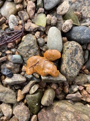 Botrylloides violaceus