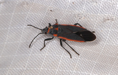 Melacoryphus lateralis