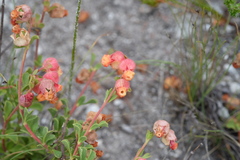 Hermannia ternifolia