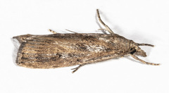 Occidentalia comptulatalis