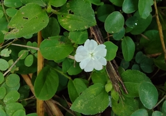 Evolvulus nummularius