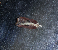 Acleris cristana