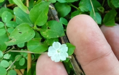 Evolvulus nummularius