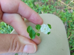 Evolvulus nummularius