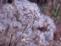 Brickellia eupatorioides