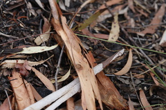 Leptomyrmex rufithorax