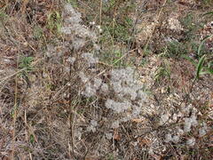 Brickellia eupatorioides