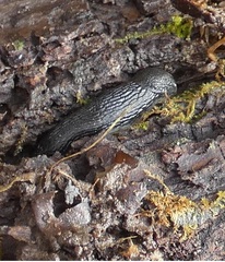 Arion hortensis