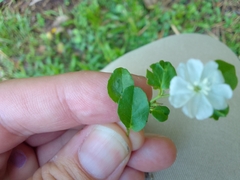 Evolvulus nummularius