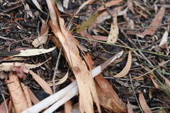 Leptomyrmex rufithorax