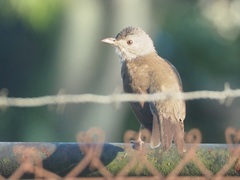 Turdus leucomelas