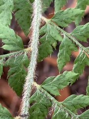 Polystichum dudleyi