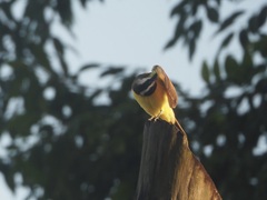 Pitangus sulphuratus