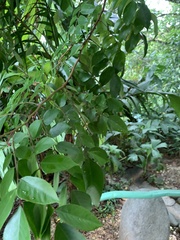 Averrhoa carambola