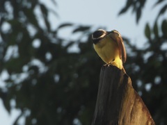 Pitangus sulphuratus