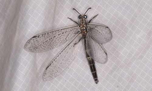 Paranthaclisis nevadensis