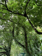 Averrhoa carambola