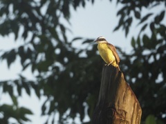 Pitangus sulphuratus