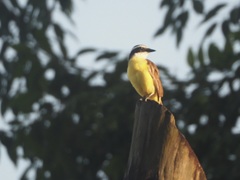 Pitangus sulphuratus